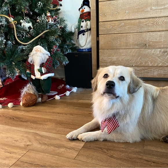 HOLIDAY - Picture 4 of 6